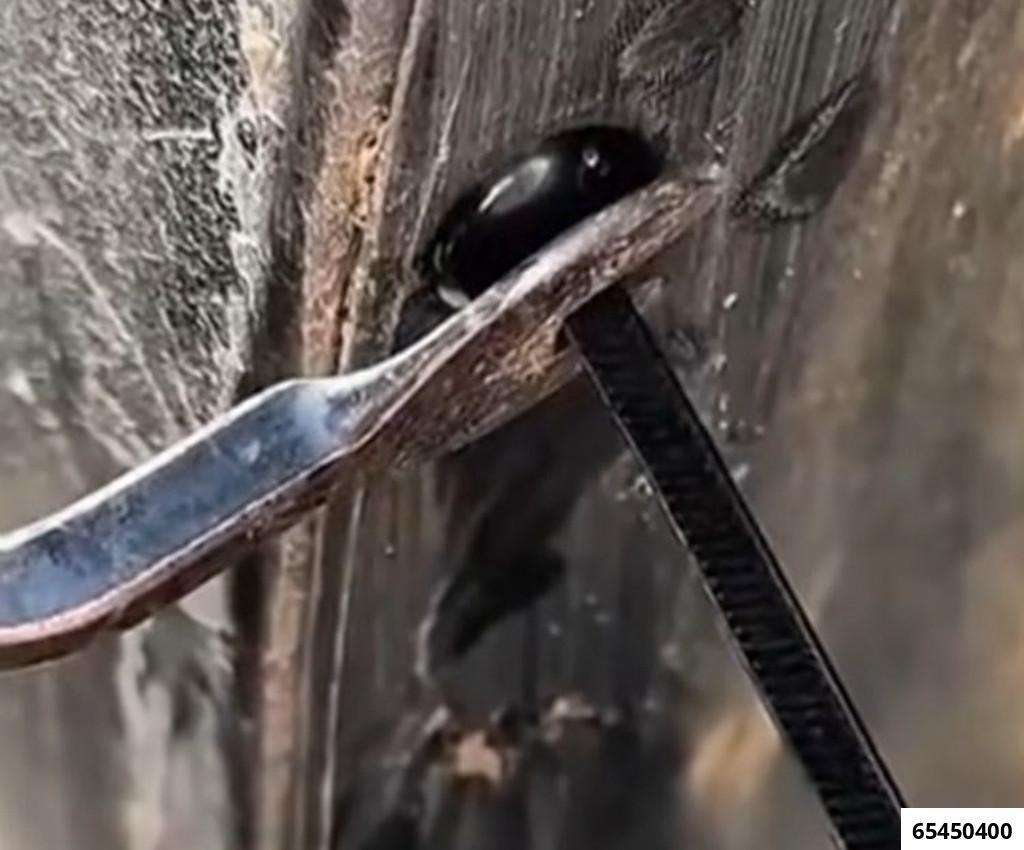 T-clip cable ties, 100 pcs.